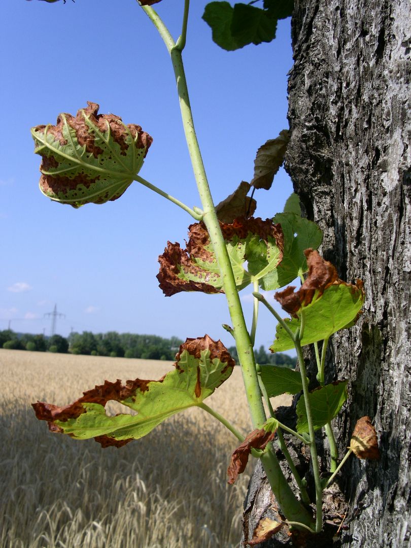 Salzschäden an Bäumen sind zu erkennen an den braunen, vertrockneten Blatträndern ("Blattrandnekrosen"). Foto: Christiane Weitzel