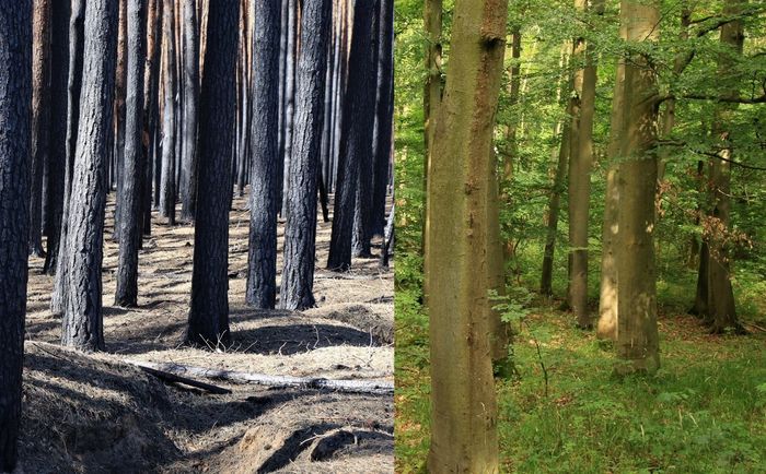 Links ein abgebrannter Kiefernforst in Brandenburg, rechts ein Mischwald im Nationalpark Hainich.