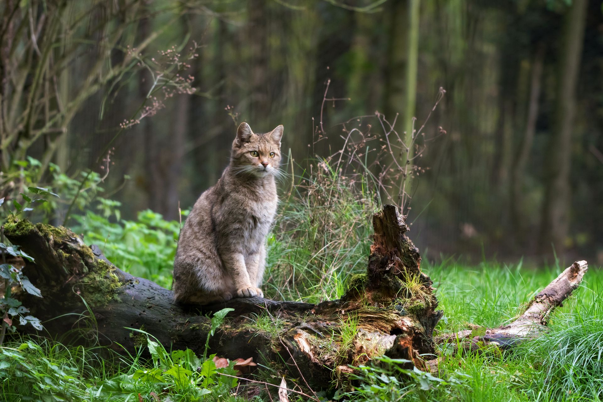 Wildkatze sitzt wachsam auf moosbewachsenen Totholz im feucht-grünen Wald