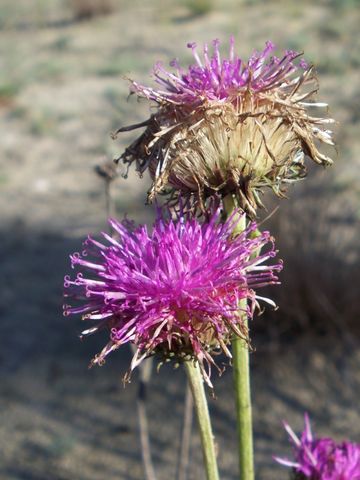 Im FFH-Gebiet "Weißer Berg" wächst die streng geschützte Sand-Silberscharte (Jurinea cyanoides). Foto: BUND Brandenburg