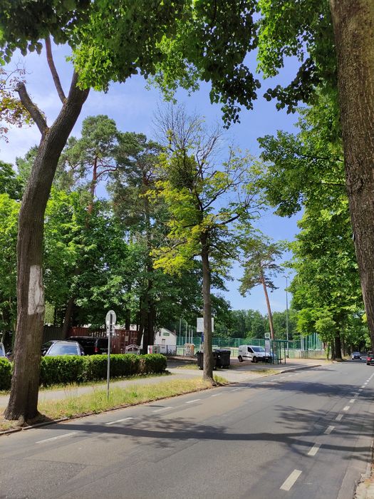 Straße mit Alleebäumen