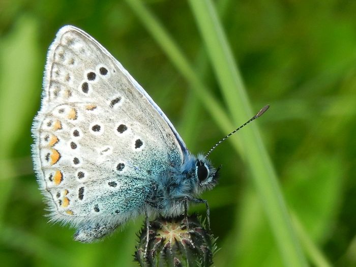 Schmetterling Bläuling (weiß, blau) sitzt auf trockener Mohnkapsel