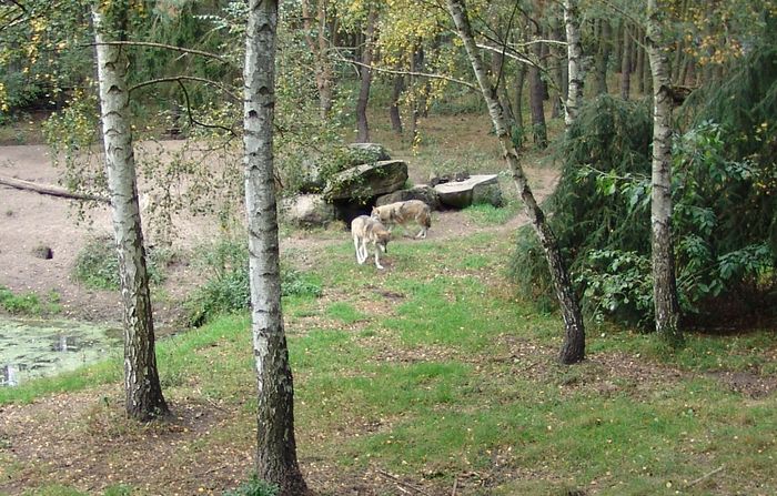 Wolf im Tiergehege, Foto: BUND Brandenburg
