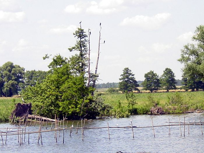 Fluss und Auen
