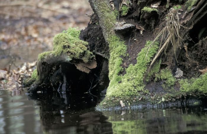 Moorwesen; Foto: Gerd Olma