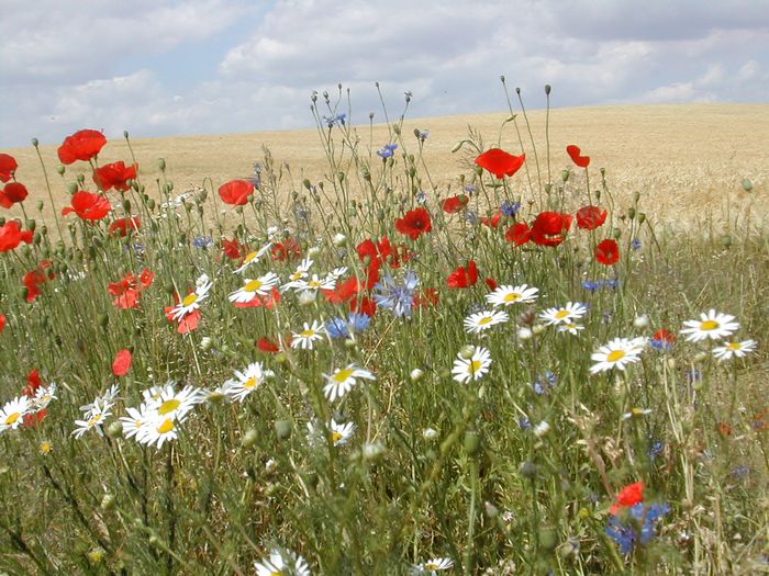 blühender Mohn, Konrblumen und andere