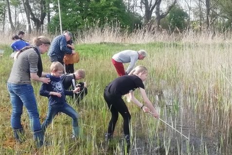 Menschengruppe, einige fangen mit Käschern Amphibien aus einem Teich