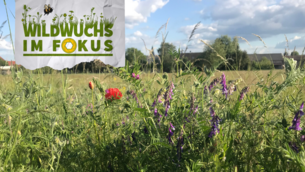 Fotowettbewerb "Wildwuchs im Fokus"
