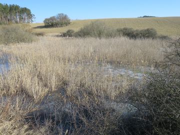Viele der unzähligen Feldsölle in der Uckermark sind verlandet.