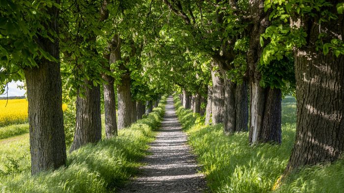 Allee (Mario Hildebrandt)