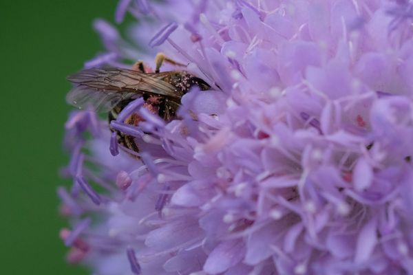 Bienenbesuch einer Blüte der Ackerwitwenblume