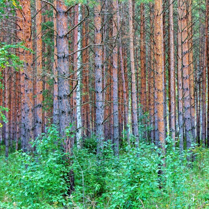 Kiefernforst, im Unterwuchs wachsen Laubbäume nach