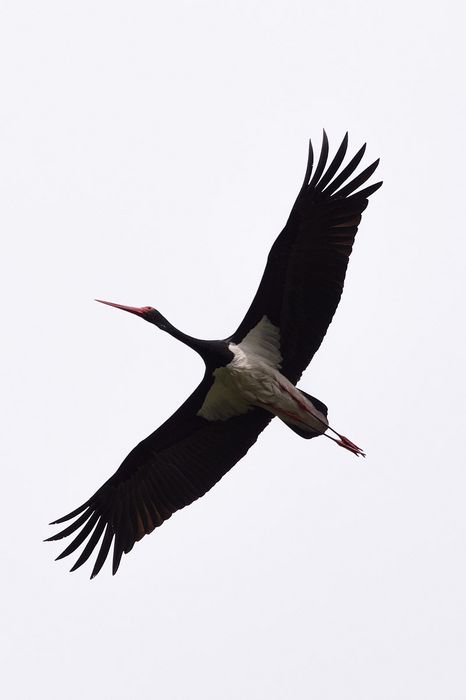 Schwarzstorch im Flug