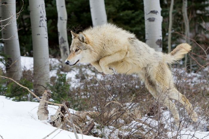 springender Wolf