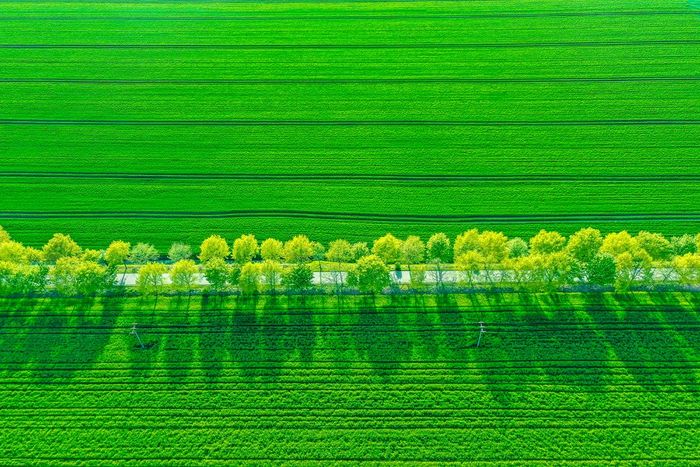 Allee in der Prignitz (Anja Möller)