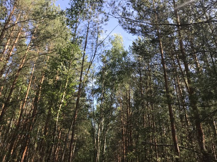 Wald (H. Henkel)