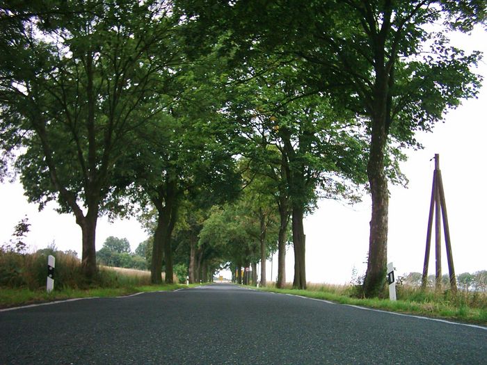 Allee von unten; Foto: BUND Brandenburg