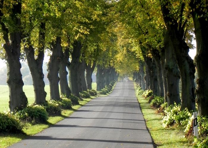 Allee, Foto: Sylvia Voß