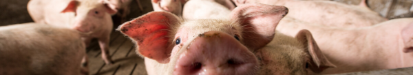 Schweine